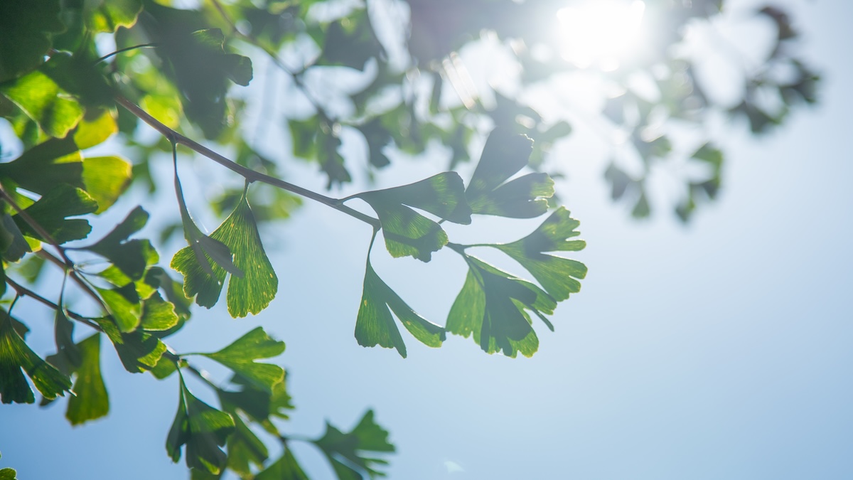 鎌ヶ谷市から通える寺院で遺骨の一時預けと毎日のご供養を行っている慶国寺の境内の銀杏の葉